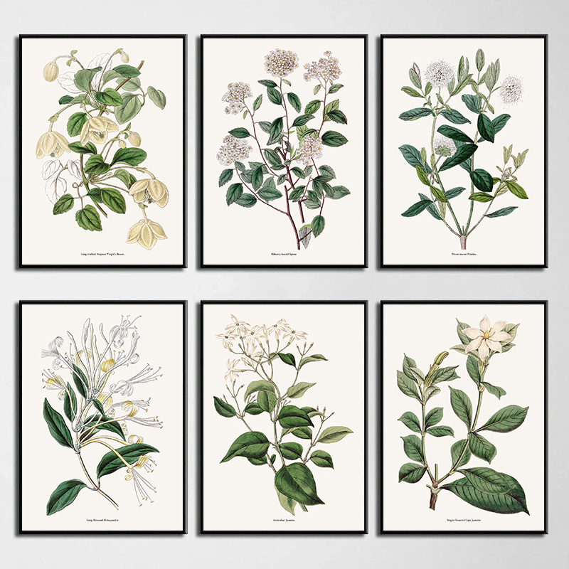 Vintage Botanical Flowers Post - Home Fragrance Jasmine recensione e prezzo