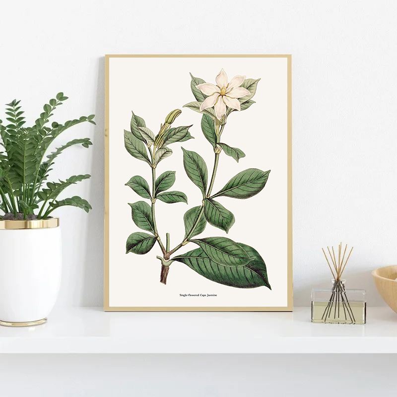 Vintage Botanical Flowers Post - Home Fragrance Jasmine recensione e prezzo